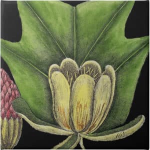Graphic Botanical Mini XII - Unframed Canvas Unframed Canvas