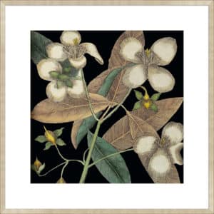Graphic Botanical Mini XIX - 10cm Mount Board Sm. Box Champagne 