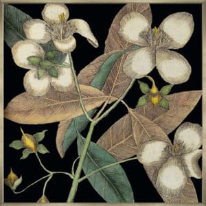 Graphic Botanical Mini XIX - Canvas Gallery Champagne