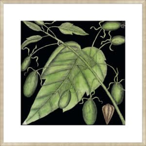 Graphic Botanical Mini XI - 10cm Mount Board Sm. Box Champagne 