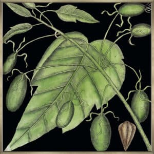 Graphic Botanical Mini XI - Canvas Gallery Champagne