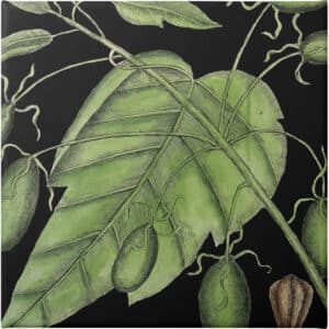 Graphic Botanical Mini XI - Unframed Canvas Unframed Canvas