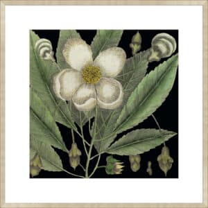Graphic Botanical Mini XVIII - 10cm Mount Board Sm. Box Champagne 