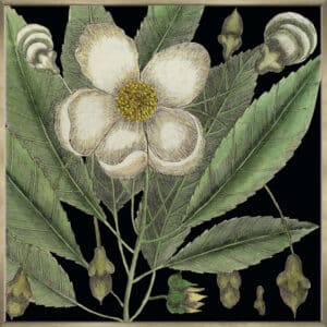 Graphic Botanical Mini XVIII - Canvas Gallery Champagne