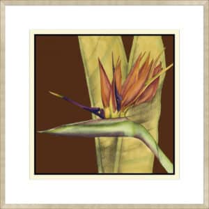 Striking Tropical II - 10cm Mount Board Sm. Box Champagne 