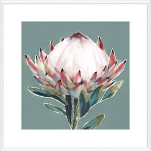 Blooming King Protea - 10cm Mount Board Box White