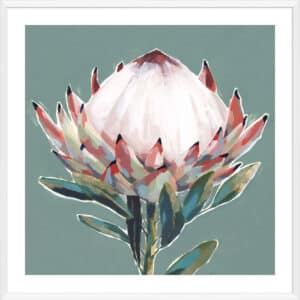Blooming King Protea - 5cm White Border Box White