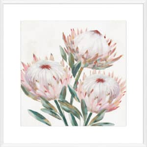 King Protea II - 10cm Mount Board Box White