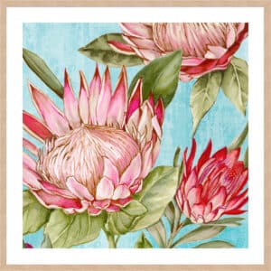 Popping King Protea II - 5cm White Border Box Natural