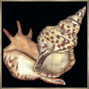 Tandem Shells II - Canvas Gallery Champagne
