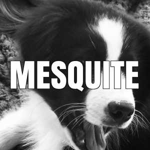 mesquite vaccination clinics