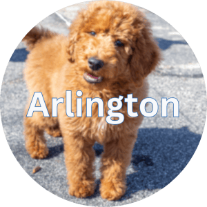 Arlington Pet Vaccination Clinics