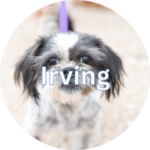 Irving Pet Vaccination Clinics