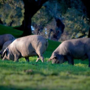Ibérico "Pata Negra"