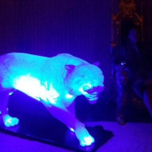 Ice Tiger rental for events in Los Angeles, Orange County, and nationwide
