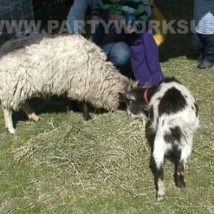 Petting Zoo