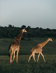 Jungle Safari