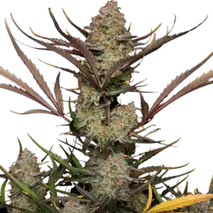 Apple Strudel Auto | Fast Buds