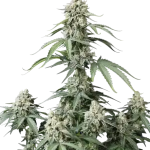 Banana Cherry Cookies Auto | Fast Buds