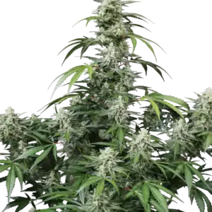 Banana Frost Auto | Fast Buds