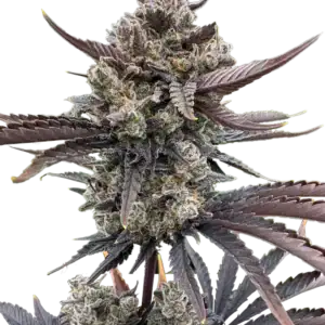 Cherry Cola Auto | Fast Buds