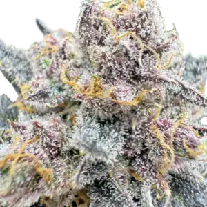 Banana Purple Punch Auto | Fast Buds