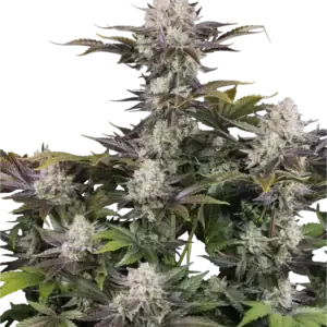 Frostbanger Auto F4 | Fast Buds