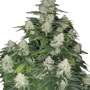 Gelato Auto | Fast Buds
