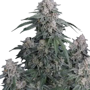 GMO Auto | Fast Buds