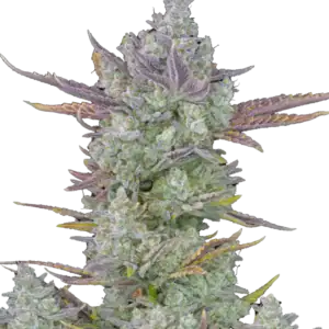 Gorilla Cookies Auto | Fast Buds