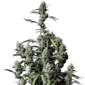 Gorilla Zkittlez Auto | Fast Buds