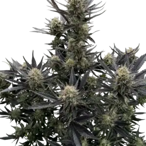 Guava Auto RF3 | Fast Buds