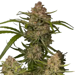 Guava Auto | Fast Buds