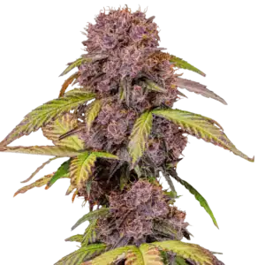 Lemon Cherry Cookies Auto | Fast Buds