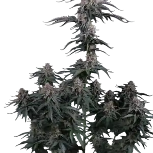 Mendo Cherry Cookies Auto | Fast Buds