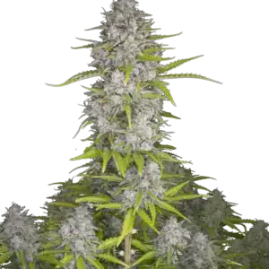 Orange Sherbet Fast Flowering | Fast Buds