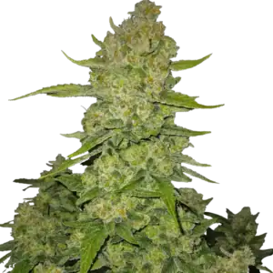 Papaya Cookies Auto | Fast Buds