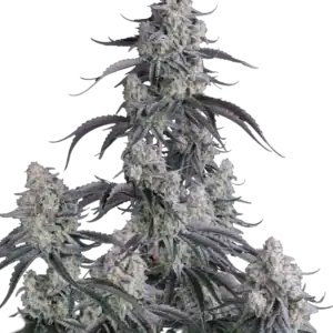 Pineapple OG Auto | Fast Buds