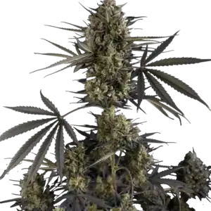 Pound Cake Auto | Fast Buds