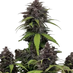 Purple Haze Auto | Fast Buds