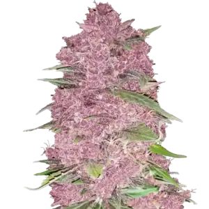 Purple Lemonade Fast Flowering | Fast Buds