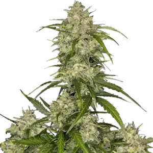Sour Jealousy Auto | Fast Buds
