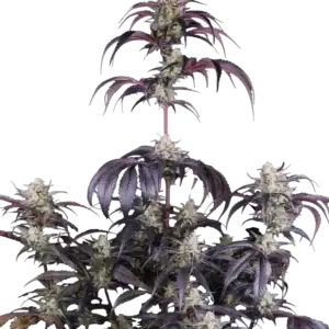 Strawberry Gorilla Auto RF3 | Fast Buds