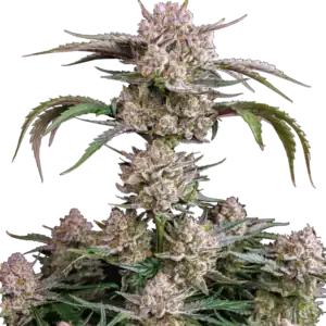 Strawberry Gorilla Auto | Fast Buds