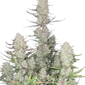 Tropicana Cookies Fast Flowering | Fast Buds