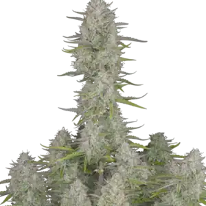 Wedding Cheesecake Fast Flowering | Fast Buds