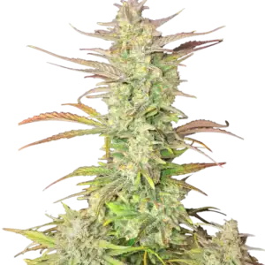 Z-Up Auto | Fast Buds