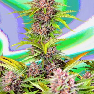 Incredibile Fruttato Hulk Auto