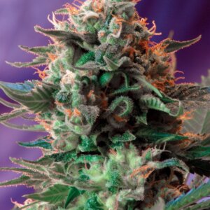 Jack 47 - Sweet Seeds semi da collezione