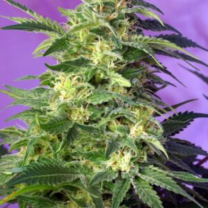 Sweet Seeds Auto Killer Kush — 3+1 semi